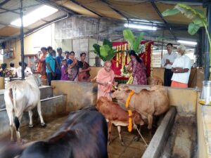 cows  worshipped on Vasu Baras